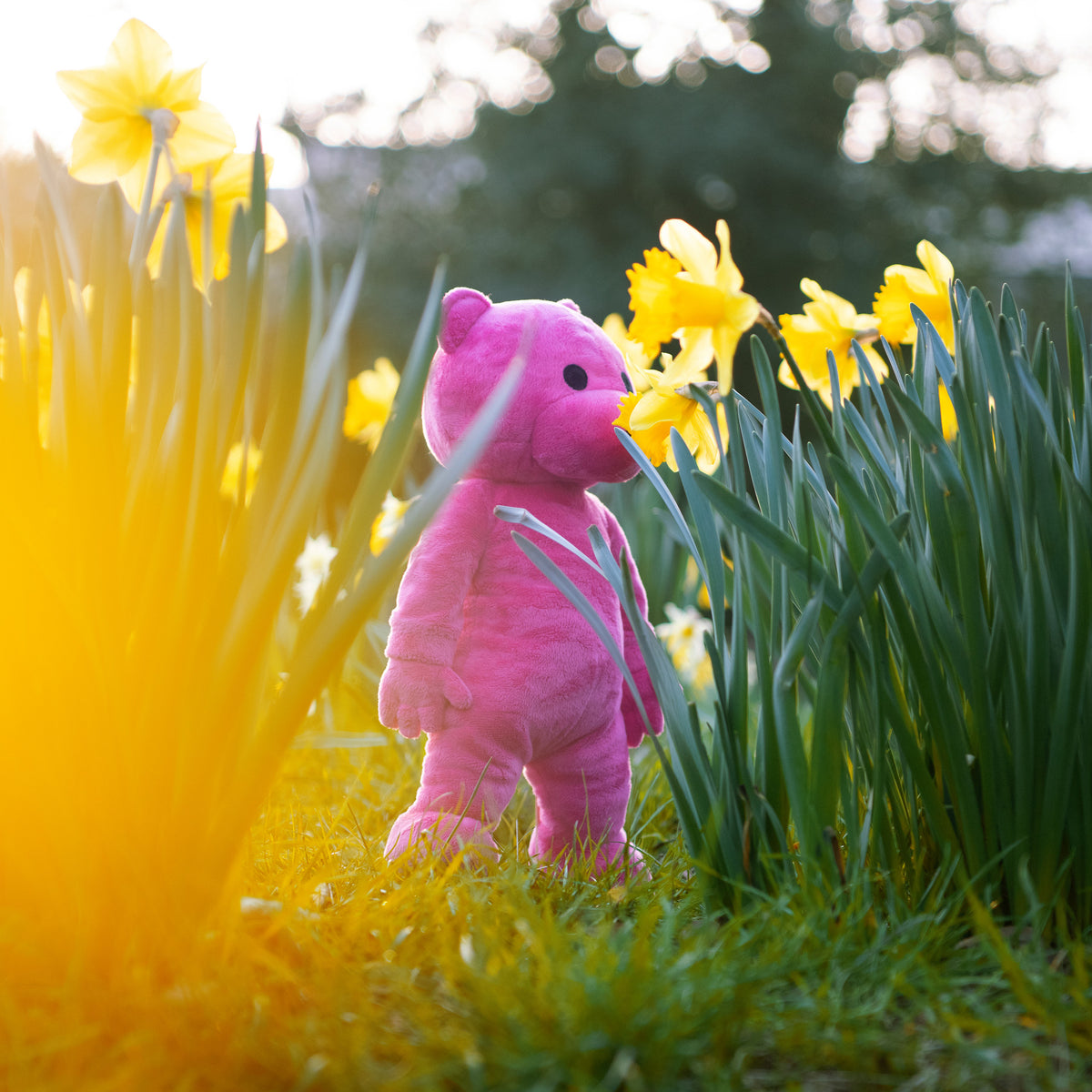 The Pink Bear Plush