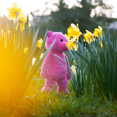 The Pink Bear Plush