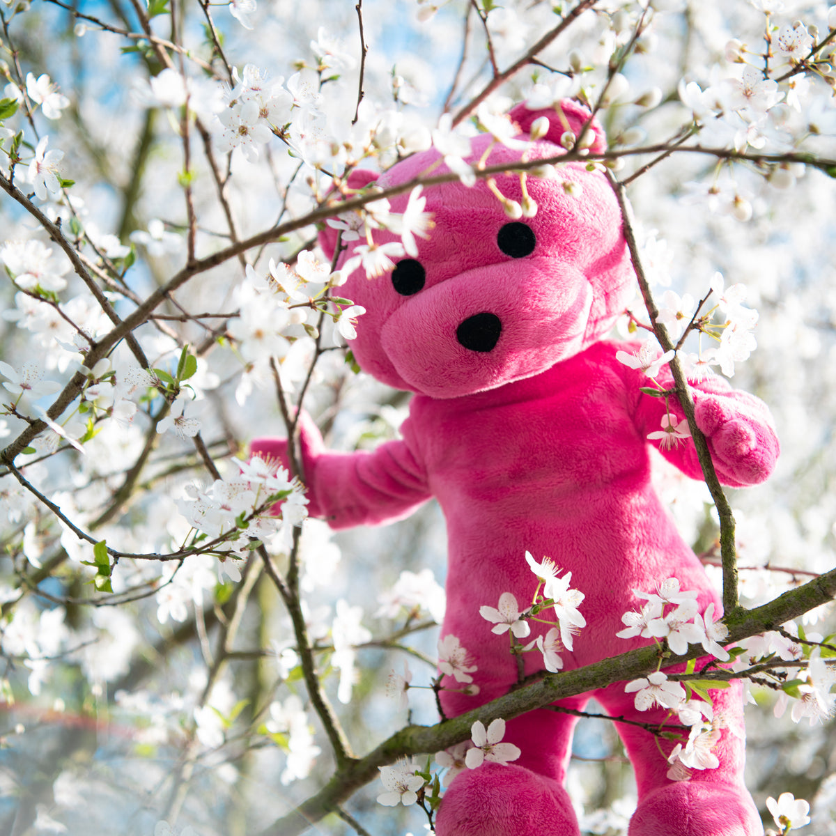 The Pink Bear Plush